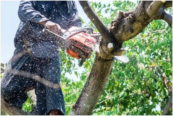 tree services Beaver Dam